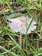 26th Aug 2020 - A tiny fungi in the rain