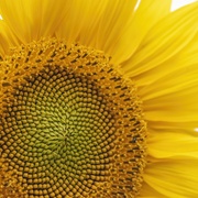 28th Aug 2020 - sunflower portrait