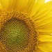 sunflower portrait by shepherdmanswife