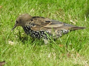 28th Aug 2020 - Starling
