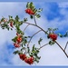 Rowan Berries by carolmw