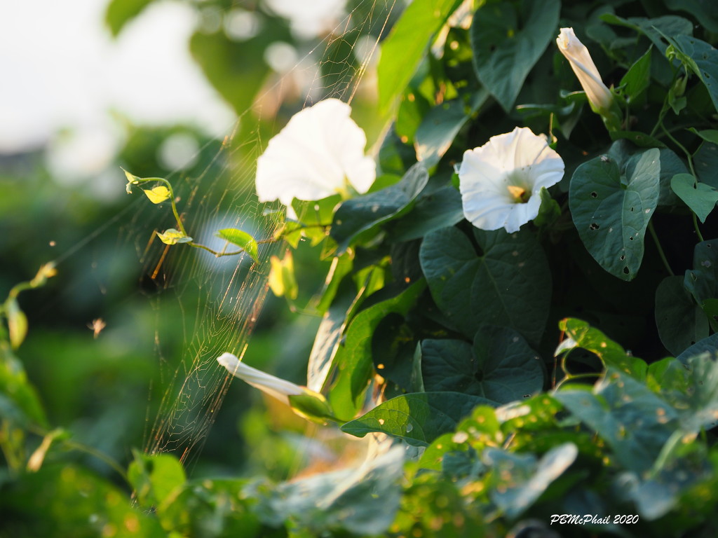 Spider Web with the Glories! by selkie