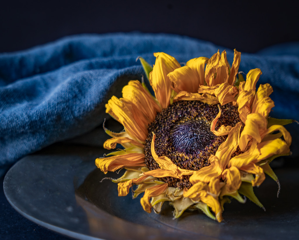 old sunflower by jernst1779
