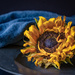 old sunflower by jernst1779
