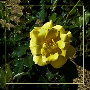 29th Aug 2020 - Beautiful Yellow Rose ~   