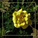 Beautiful Yellow Rose ~    by happysnaps