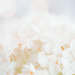 hydrangea lace by pistache