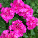 Pink Geraniums by yogiw