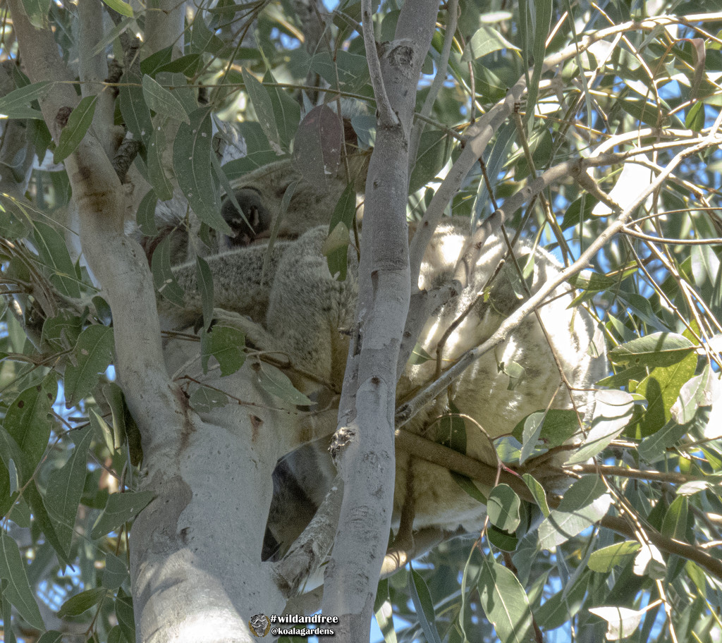 wedged in by koalagardens