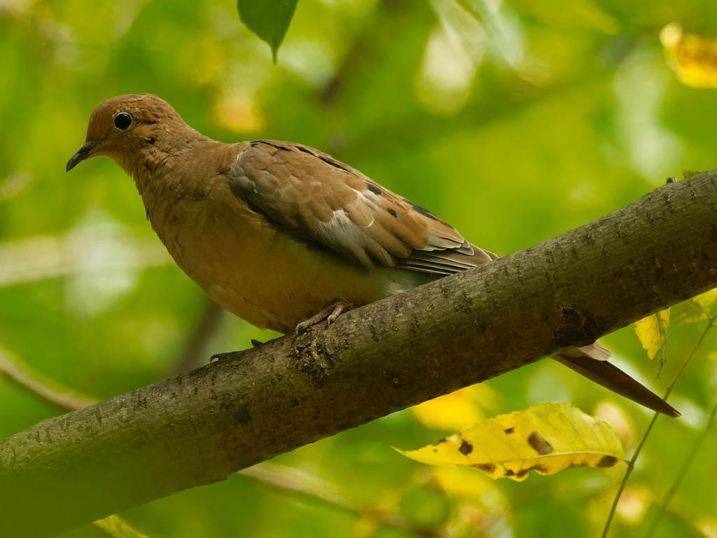 mourning dove by rminer