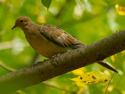28th Aug 2020 - mourning dove