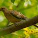 mourning dove by rminer