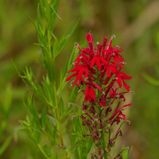 28th Aug 2020 - cardinal flower