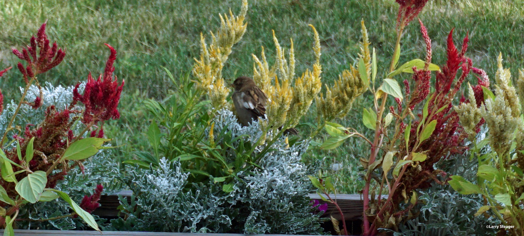 House finch looking for seeds by larrysphotos