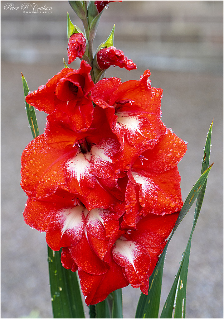 Red Gladiolus by pcoulson