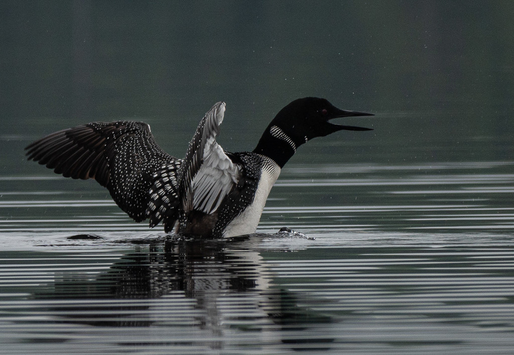 Loon  by radiogirl