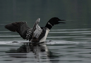 28th Aug 2020 - Loon 