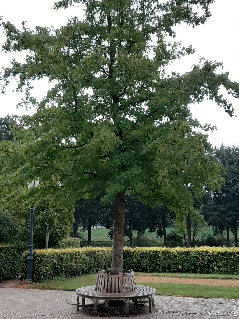 Tree by ideetje