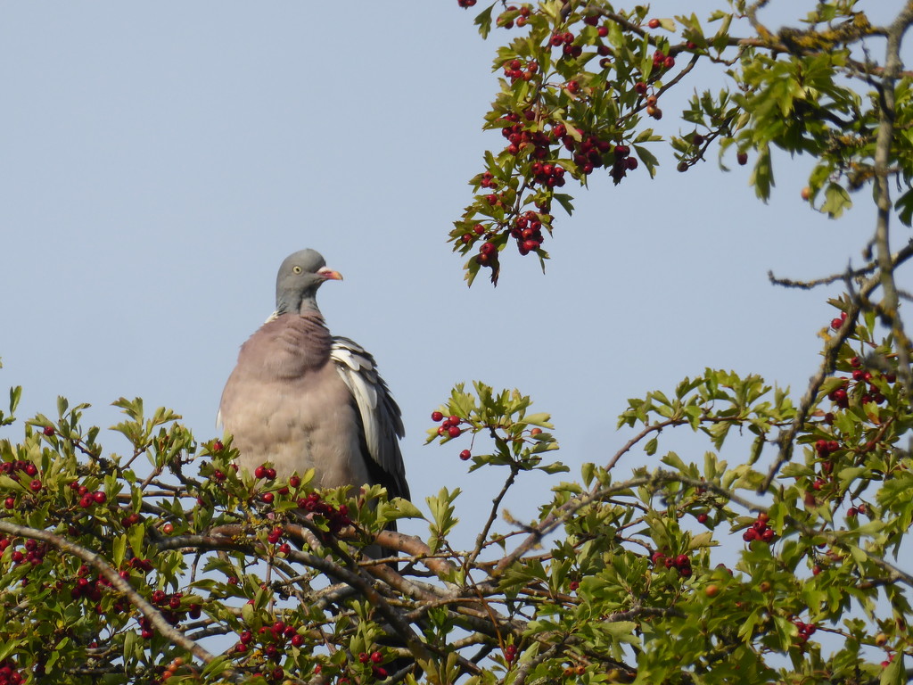 Contented pigeon by speedwell