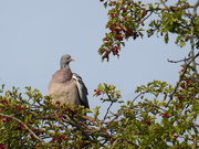 14th Aug 2020 - Contented pigeon