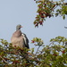 Contented pigeon by speedwell