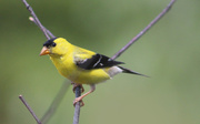 27th Aug 2020 - Gold Finch