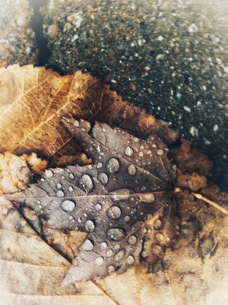 wet leaves on the patio by amyk