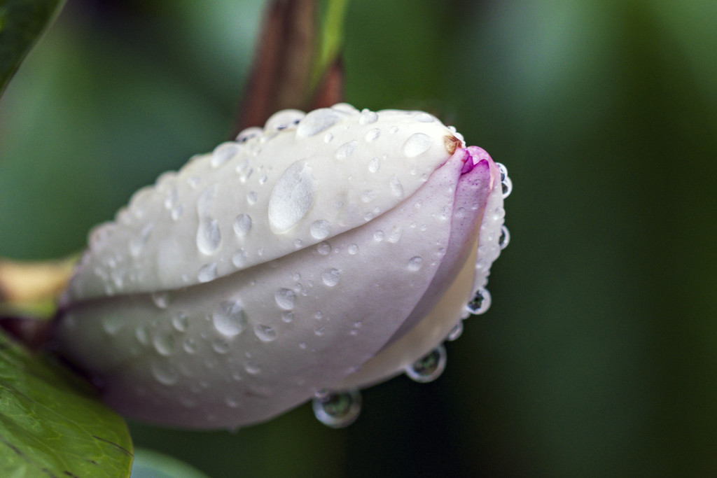 Raindrops on Magnolia Bud by nickspicsnz