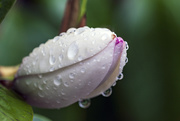 27th Aug 2020 - Raindrops on Magnolia Bud