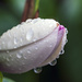 Raindrops on Magnolia Bud by nickspicsnz