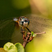 Dragonfly, Head on! by rickster549