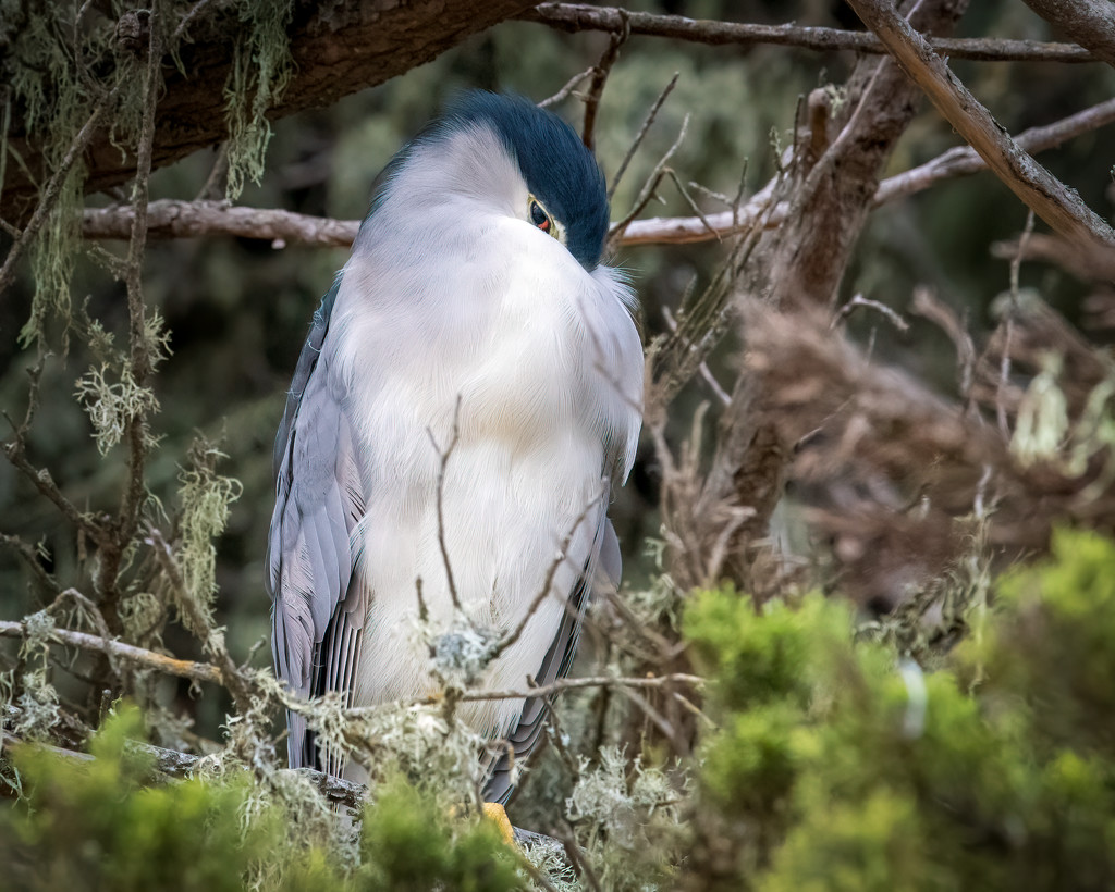 Night Heron trying to nap during the day by nicoleweg