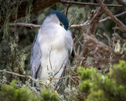 28th Aug 2020 - Night Heron trying to nap during the day