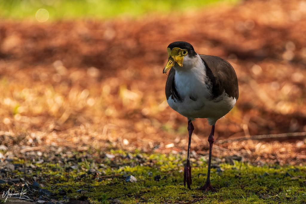 Spur-Winged Plover by yorkshirekiwi