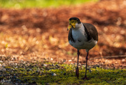29th Aug 2020 - Spur-Winged Plover