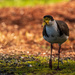 Spur-Winged Plover by yorkshirekiwi