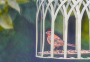 28th Aug 2020 - House Finch