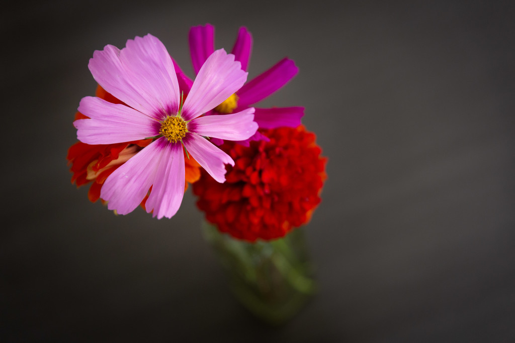Fresh Cut Flowers by tina_mac