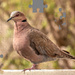 African mourning Dove  by thedarkroom