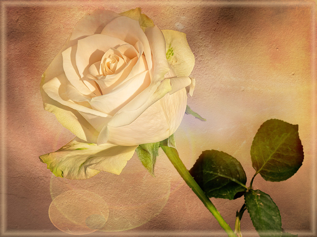 Rose and textures by ludwigsdiana