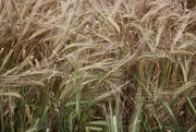 29th Aug 2020 - The tangle of the wheat ...