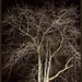 Winter trees by dide