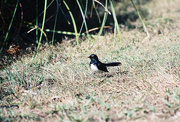 23rd Aug 2020 - Willy wagtail