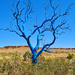 Blue Tree by leestevo