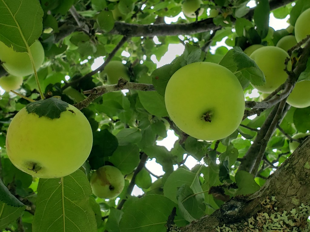 Under the apple Tree by waltzingmarie