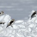 More Snow Buntings by sunnygreenwood