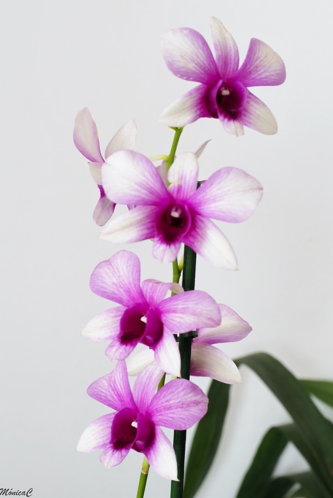 Dendrobium by monicac