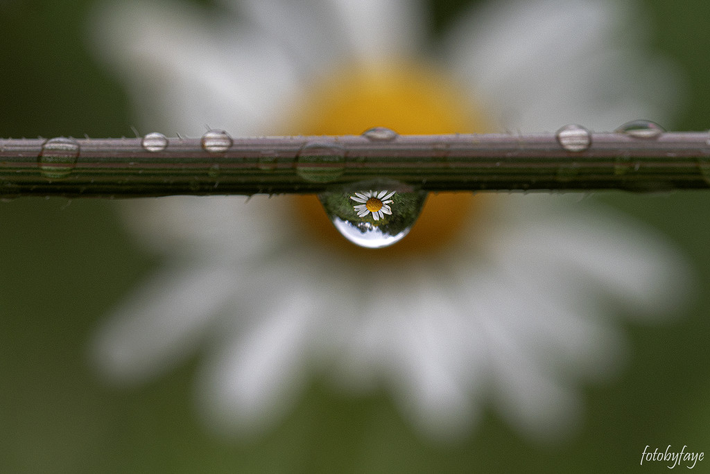 Daisy droplet! by fayefaye