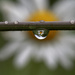 Daisy droplet! by fayefaye