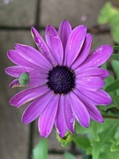 29th Aug 2020 - Daisy and Shield Beetle